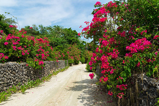 A flower-lined village lane in Ogimi